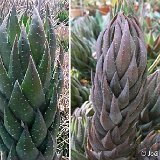 Haworthia coarctata v. greenii BB44.1